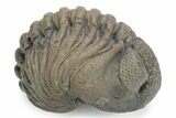 Large, Wide Enrolled Pedinopariops Trilobite #291848-1